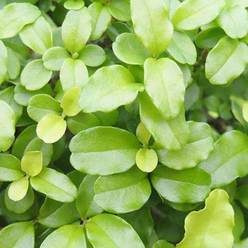 Bonsái de habitación -Ligustrum retusa - pico de pájaro de hoja pequeña