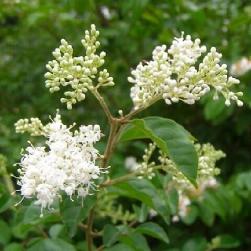Bonsái de habitación -Ligustrum retusa - pico de pájaro de hoja pequeña