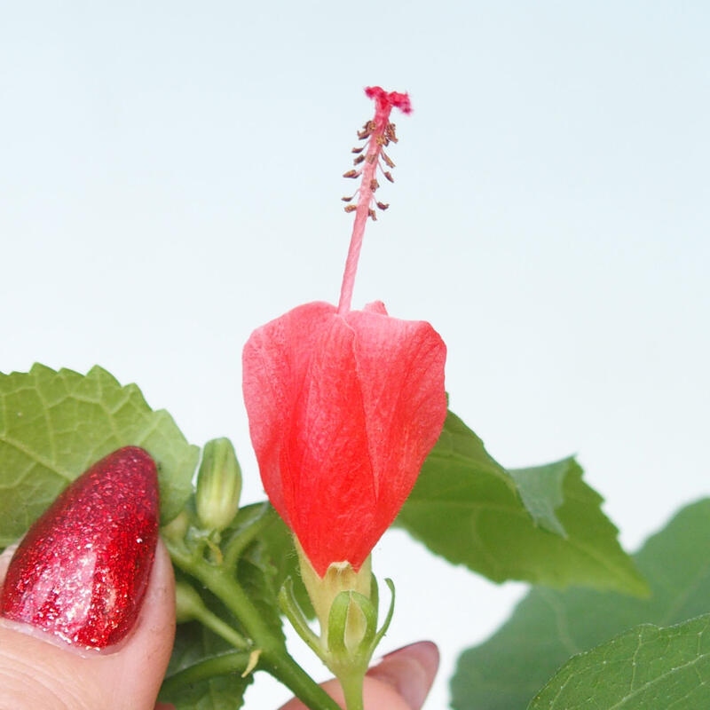 Bonsái de interior - Malvaviscus arboreus