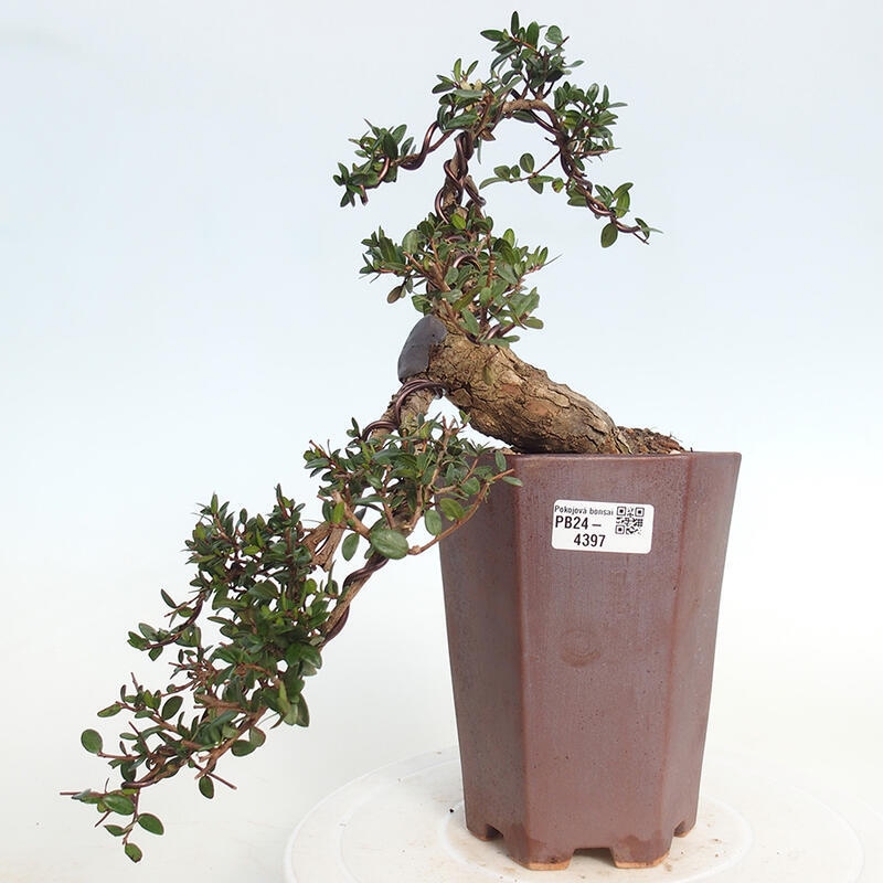 Bonsái de habitación - Myrtus communis - Mirto