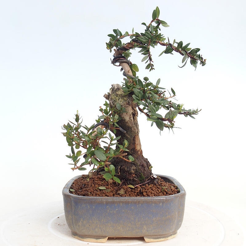 Bonsái de habitación - Myrtus communis - Mirto