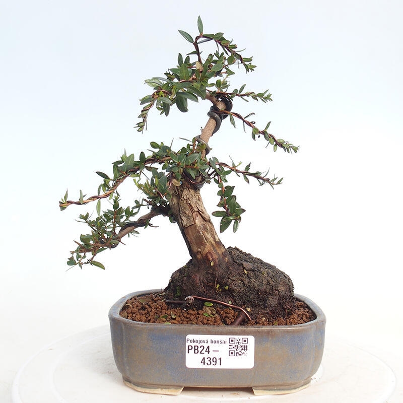 Bonsái de habitación - Myrtus communis - Mirto