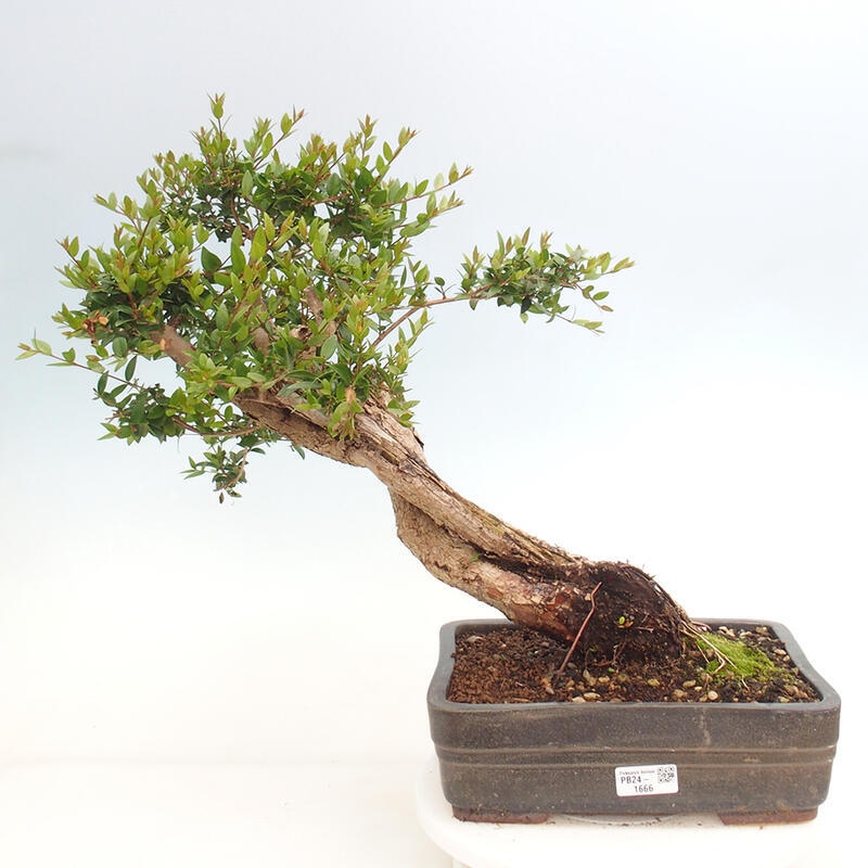 Bonsái de habitación - Myrtus communis - Mirto