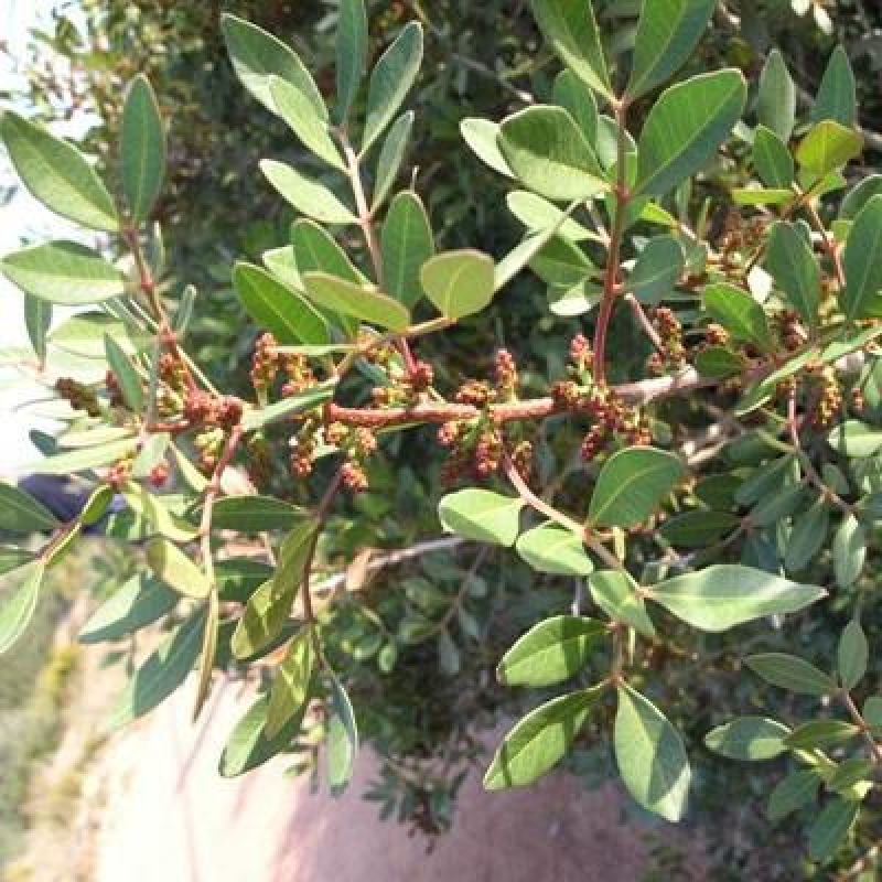 Bonsái de habitación - Pistacho