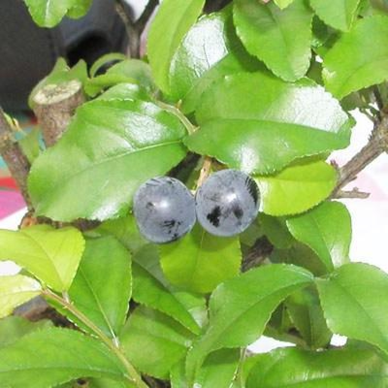 Bonsái de habitación - Sageretia thea - Sageretia thea