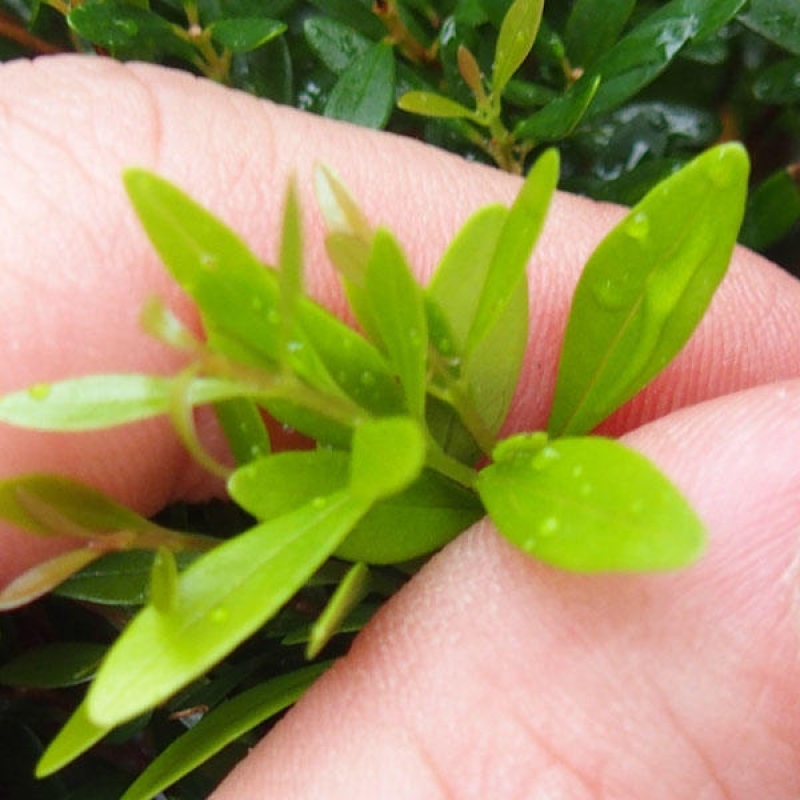 Bonsái de habitación - Syzygium - Pimento