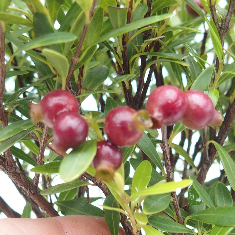 Bonsái de habitación - Syzygium - Pimento