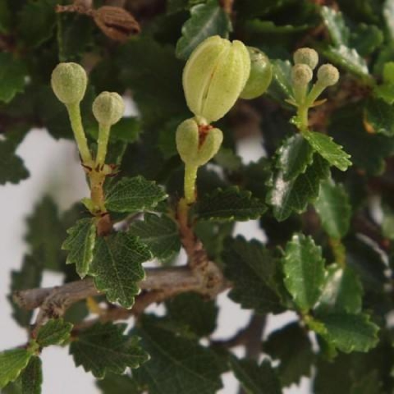 Bonsái de habitación - Ulmus parvifolia - Olmo de hoja pequeña