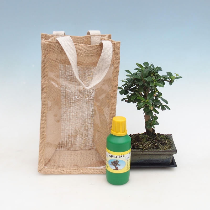 Bonsai de habitación en bolsa de regalo - JUTA Carmona-tea fuki