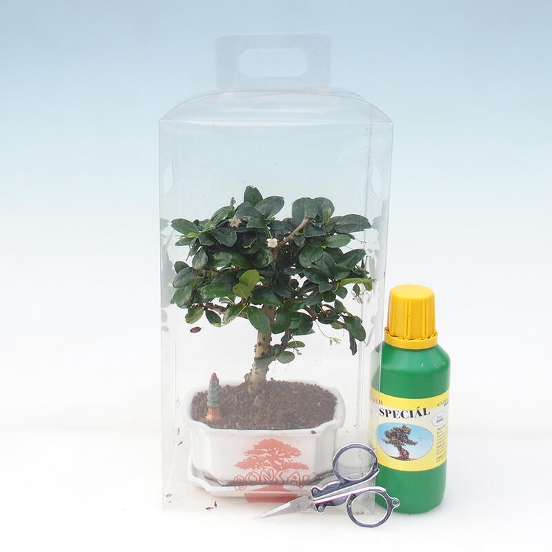 Bonsái de habitación en caja de regalo - Tea-fuki - Carmona microphylla