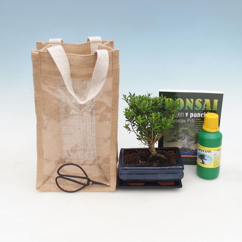 Bonsái de interior en bolsa de regalo - JUTA Buxus harlandii-Cork buxus