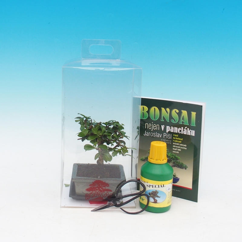 Bonsái de habitación en caja de regalo Carmona microphylla - Tea fuki