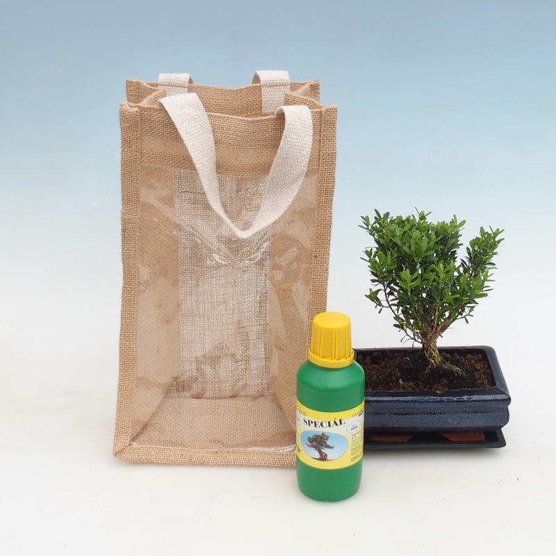 Bonsái de interior en bolsa de regalo - JUTA Buxus harlandii-Cork buxus