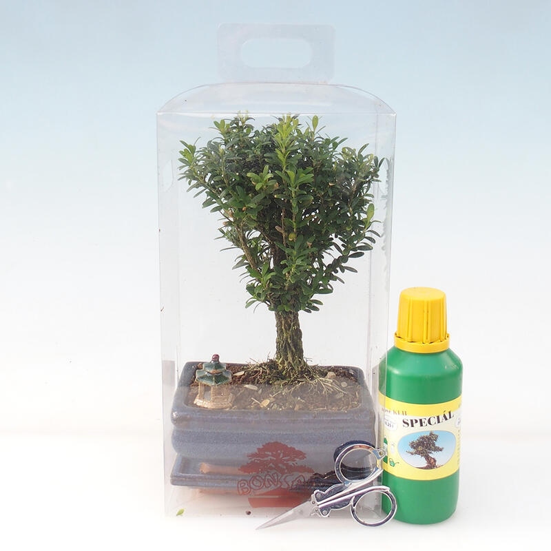 Bonsái de habitación en caja de regalo - Buxus de corcho - Buxus harlandii