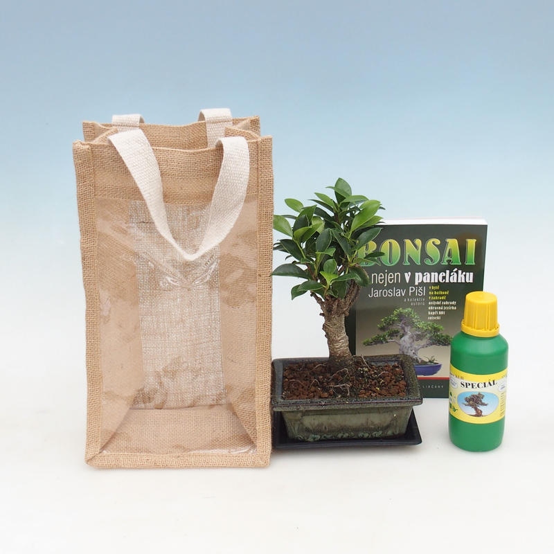Bonsái de habitación en bolsa de regalo - JUTA Ficus retusa