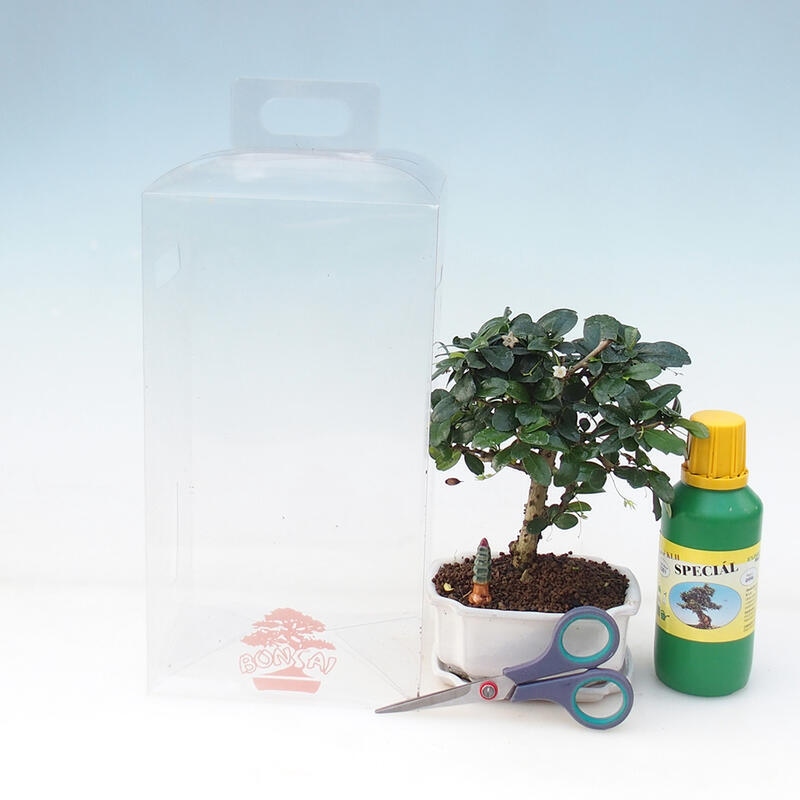 Bonsai de interior en caja de regalo para chicos - Tea-fuki - Carmona microphylla