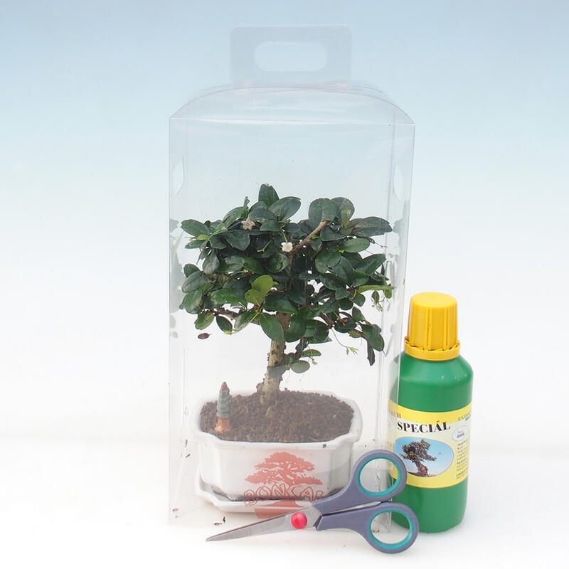 Bonsai de interior en caja de regalo para chicos - Tea-fuki - Carmona microphylla