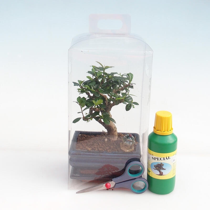 Bonsai de interior en caja de regalo para chicos - Tea-fuki - Carmona microphylla