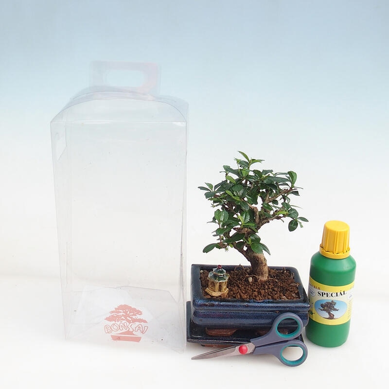 Bonsai de interior en caja de regalo para chicos - Tea-fuki - Carmona microphylla