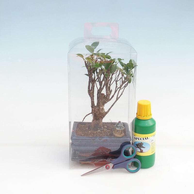 Bonsái de interior en caja de regalo para niños - Ficus retusa