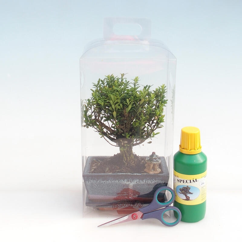 Bonsai de interior en caja de regalo para chicos - Buxus de corcho - Buxus harlandii