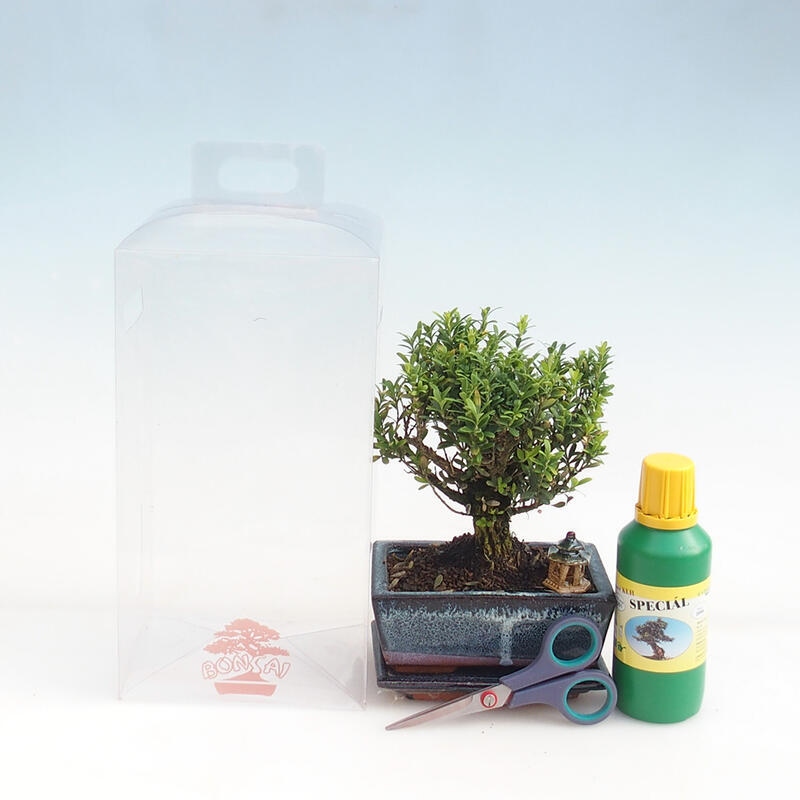 Bonsai de interior en caja de regalo para chicos - Buxus de corcho - Buxus harlandii