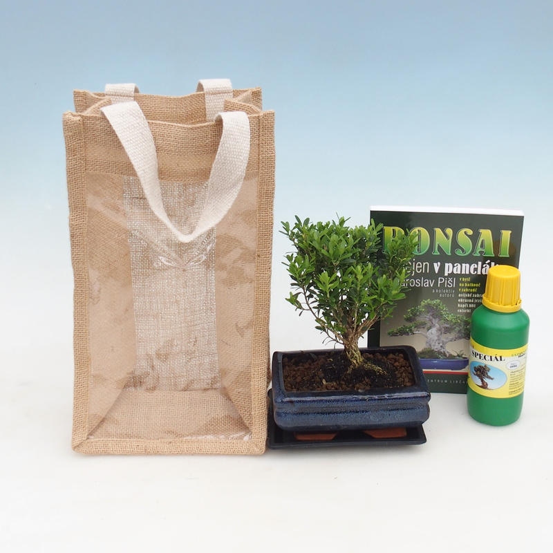 Bonsái de interior en bolsa de regalo - JUTA Buxus harlandii-Cork buxus