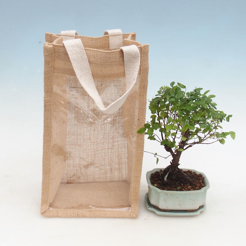 Habitación bonsai en bolsa de regalo - JUTA Sageretia thea