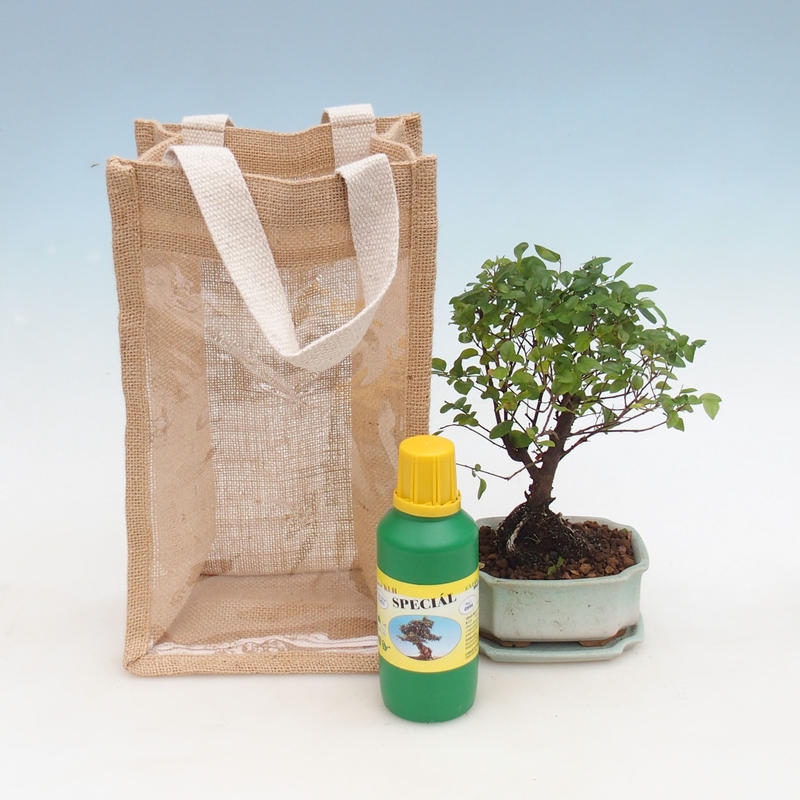 Habitación bonsai en bolsa de regalo - JUTA Sageretia thea