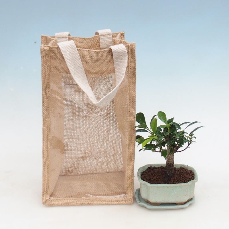 Bonsái de habitación en bolsa de regalo - JUTA Ficus retusa