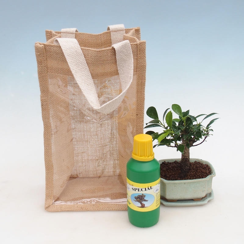 Bonsái de habitación en bolsa de regalo - JUTA Ficus retusa