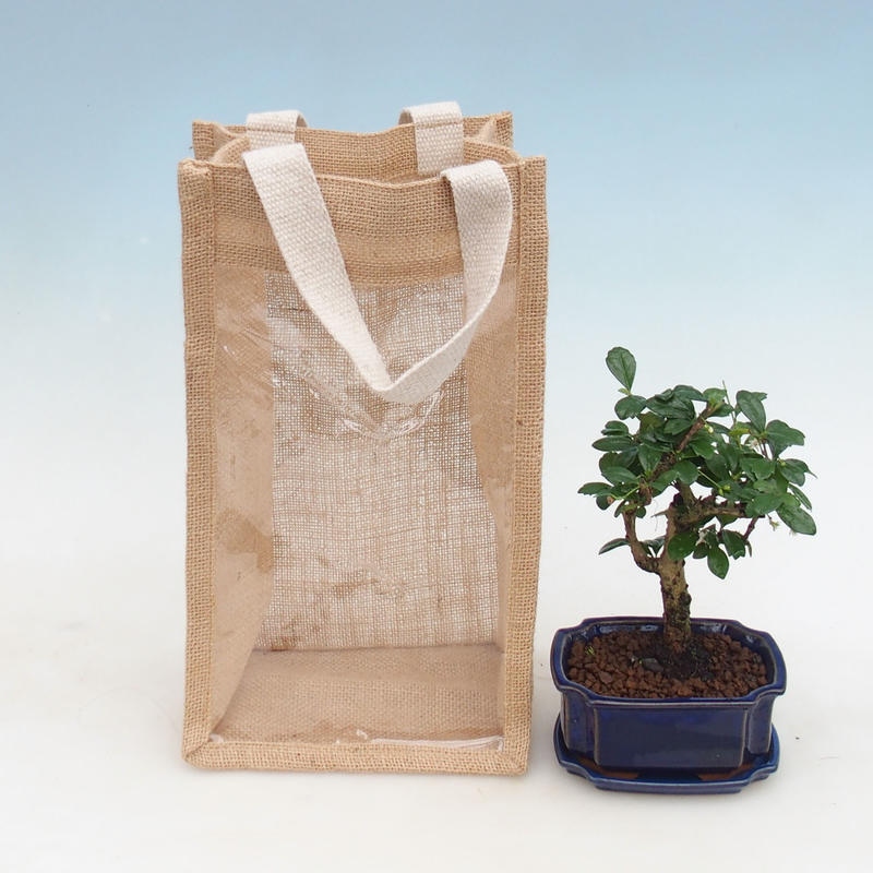 Bonsai de habitación en bolsa de regalo - JUTA Carmona-tea fuki