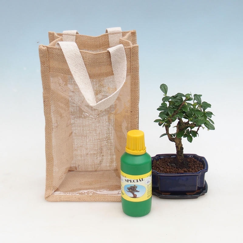 Bonsai de habitación en bolsa de regalo - JUTA Carmona-tea fuki