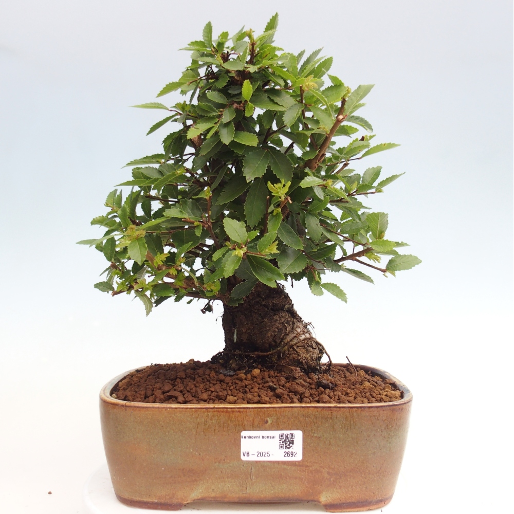 Bonsai de exterior - Zelkova - Zelkova NIRE