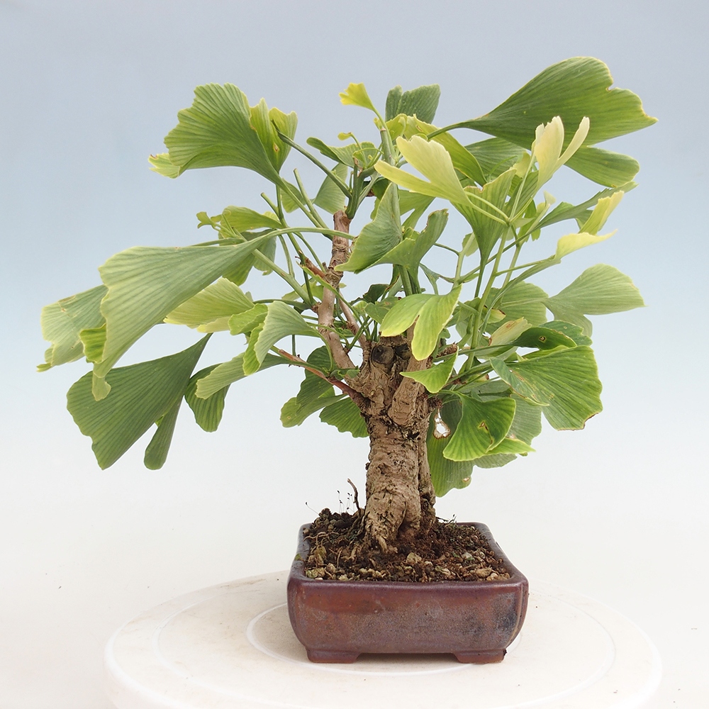 Bonsai de exterior - Ginkgo biloba - Ginkgo biloba