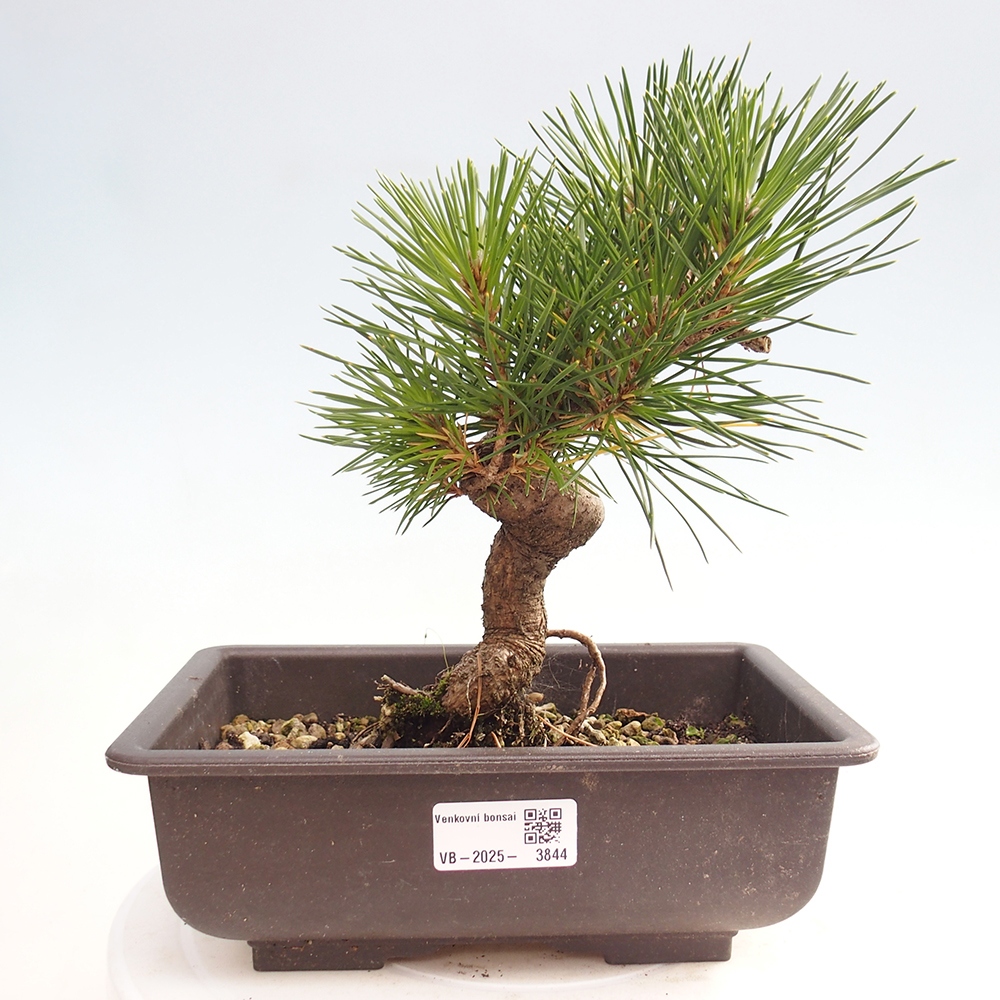Bonsái de exterior - Pinus thunbergii - Pino Thunberg
