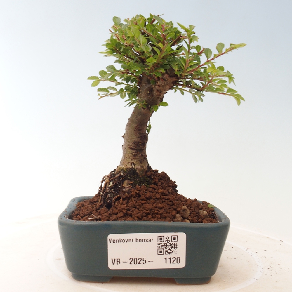 Bonsai de exterior - Ulmus parvifolia Sagei - Olmo de hoja pequeña