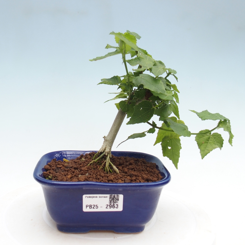 Bonsái de interior - Malvaviscus arboreus