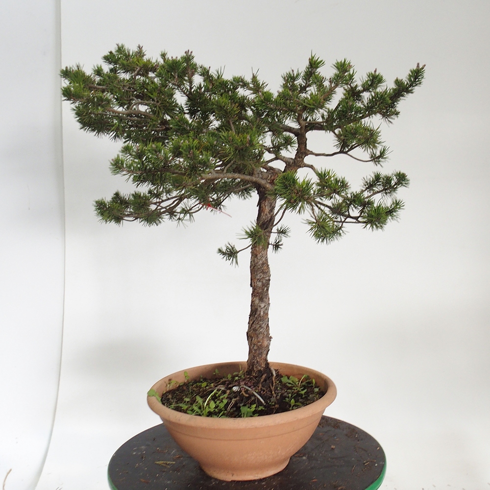 Yamadori - Pinus sylvestris España