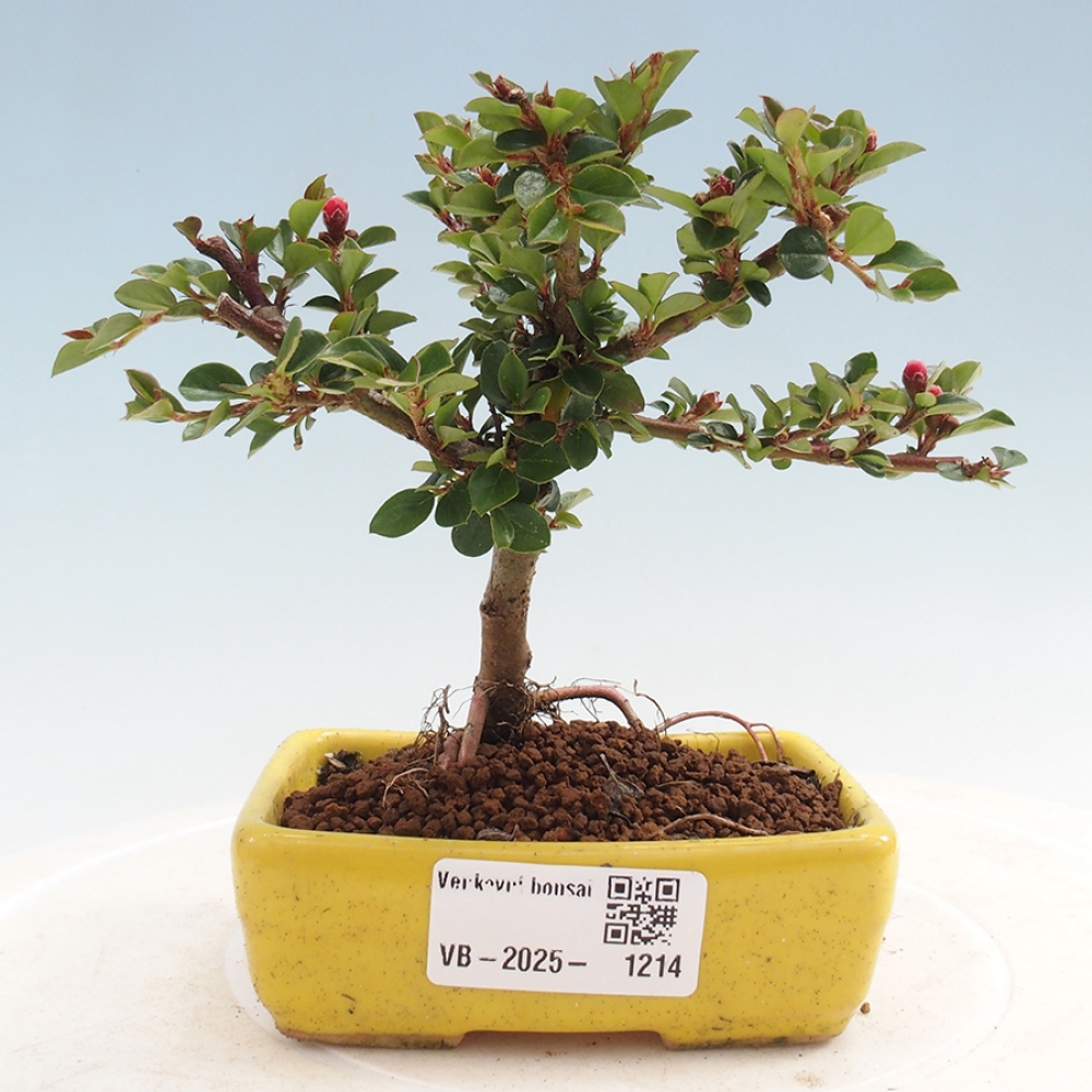 Bonsai de exterior - Cotoneaster horizontalis - Montañas Rocosas