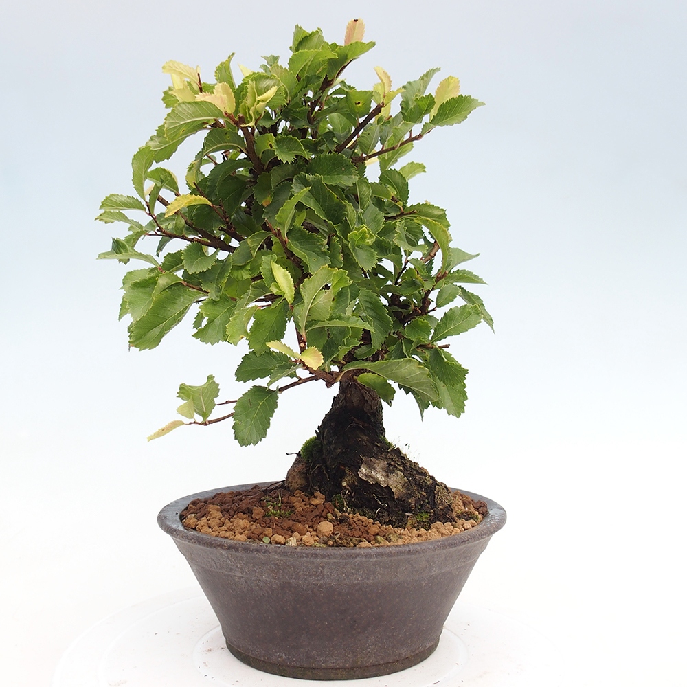 Bonsai de exterior - Zelkova - Zelkova NIRE