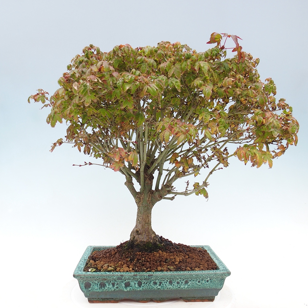 Acer palmatum KIOHIME - Arce palmito