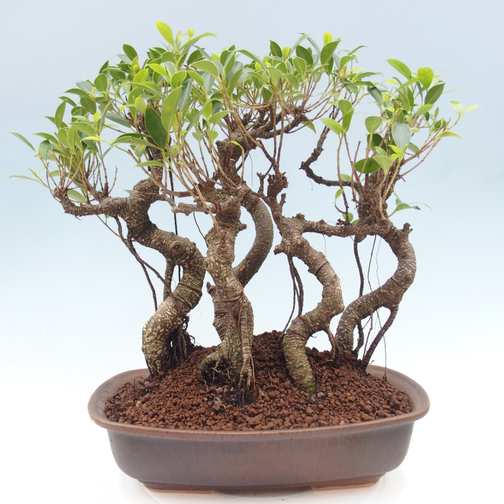 Bonsái de habitación - Ficus kimmen - ficus de hoja pequeña