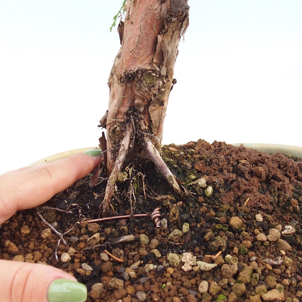 Bonsái de exterior - Juniperus chinensis Kishu