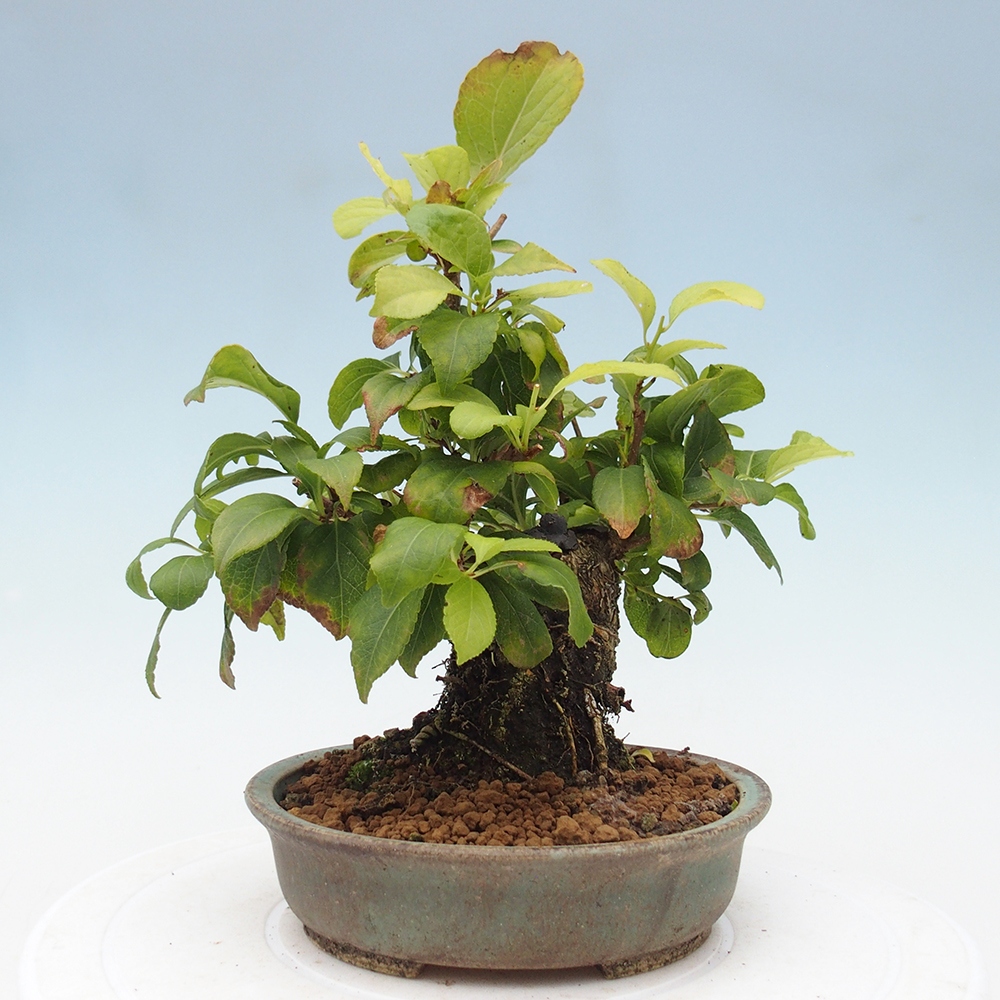 Bonsái de exterior - Celastrus orbiculatus