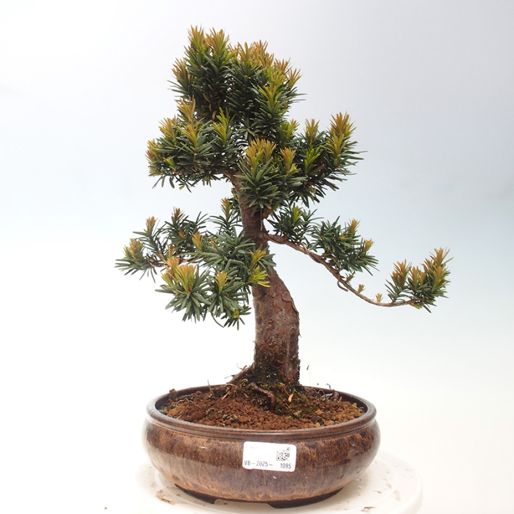 Bonsái de exterior - Taxus cuspidata - Tejo japonés