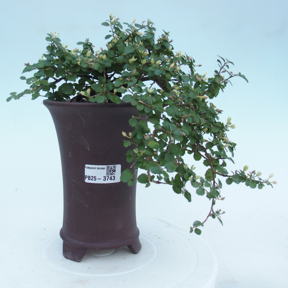 Bonsái de habitación - Grewia sp. - Grewia malafolia