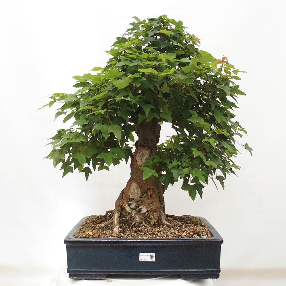 Bonsai de exterior - Acer Buergerianum - Arce hamburgués