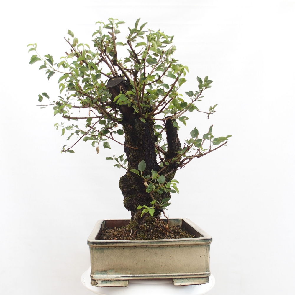 Bonsai de exterior - Mahalebka - Prunus mahaleb