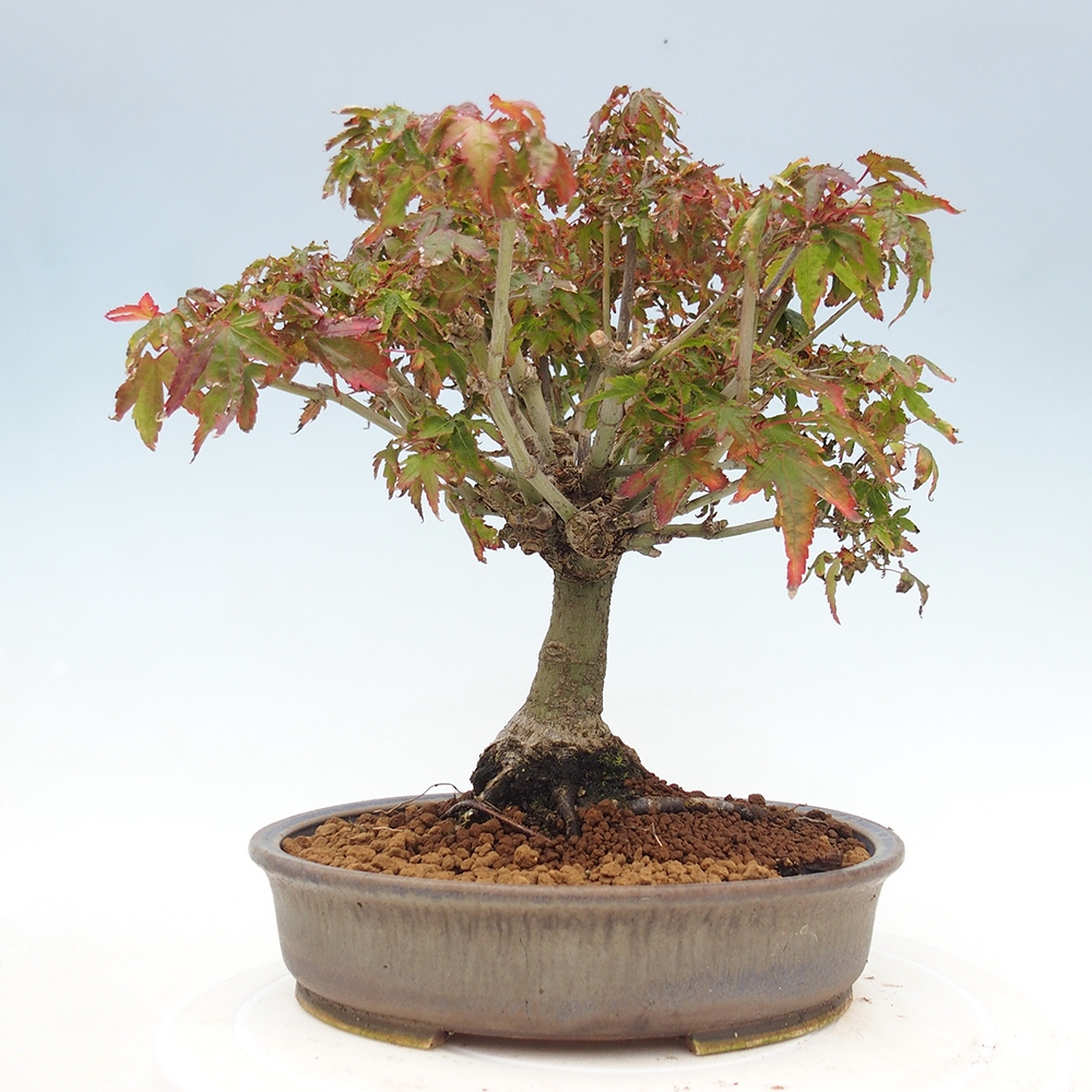 Acer palmatum KIOHIME - Arce palmito